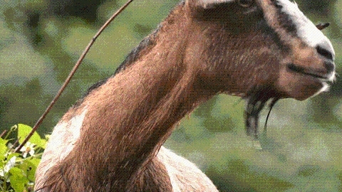 配资牌照查询 烧烤赏月配好茶，这份怀集风味请收好！