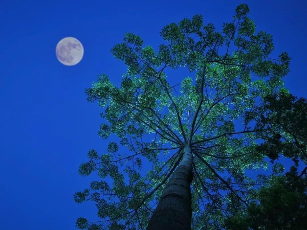 可靠股票配资 怀集人的中秋节，不止有月饼和柚子！